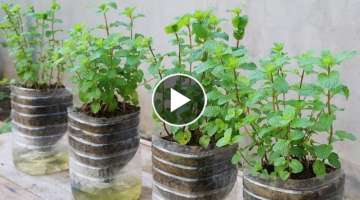 How to grow mint in plastic bottles with water at home