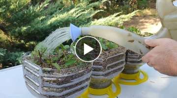 How to grow mint in plastic bottles at home / Mint cuttings are easy / قلمه زدن یا تک...