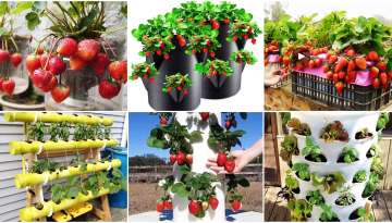  Idea for growing a vertical strawberry garden from a plastic basket at home